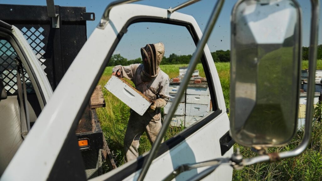 As abelhas têm algumas maneiras de lidar com uma terra quente, mas os pesquisadores temem para seu futuro